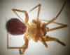 Palliduphantes pallidus